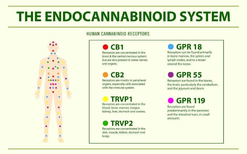 Understanding The Endocannabinoid System 1 the Endocannabinoid System