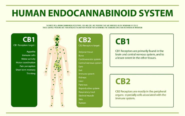 the endocannabinoid system