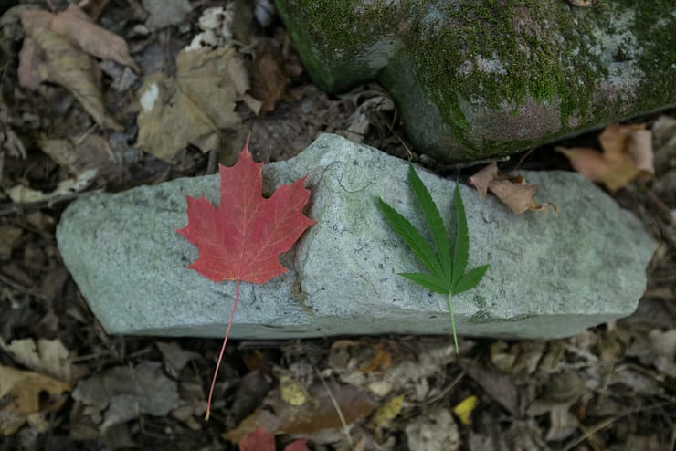 Is CBD Oil Legal In Canada? 2 cannabis in canada